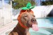 These-Funny-Dog-Videos-Are-the-Break-You-Need-Right-Now_493370860-Jenn_C-760x506